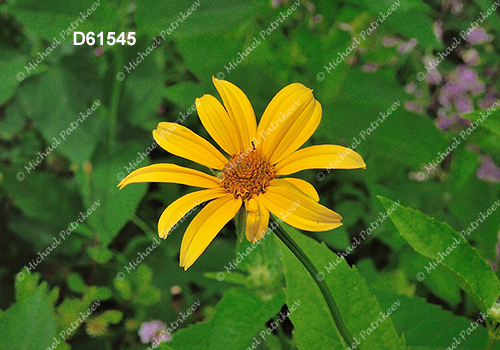 False Sunflower (Heliopsis helianthoides)